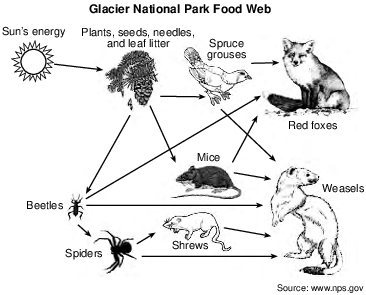 ecology, energy flow and food web, ecology, relationships among organisms fig: lenv12019-examw_g19.png